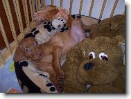 R�vidsz�r� Magyar Vizsla, Hungarian Short-haired Pointing Dog