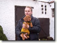 R�vidsz�r� Magyar Vizsla, Hungarian Short-haired Pointing Dog
