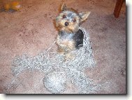 Jork��rsk� terier, Yorkshire Terrier,