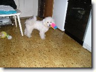 Bichon � poil fris�, Bichon Frise