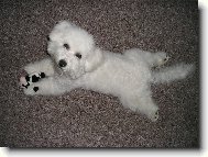 Bichon � poil fris�, Bichon Frise