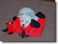 Bichon � poil fris�, Bichon Frise