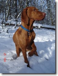 R�vidsz�r� Magyar Vizsla, Hungarian Short-haired Pointing Dog