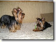 Jork��rsk� terier, Yorkshire Terrier,