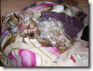 Jork��rsk� terier, Yorkshire Terrier,