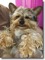 Jork��rsk� terier, Yorkshire Terrier,