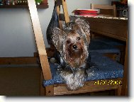 Jork��rsk� terier, Yorkshire Terrier,