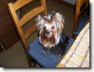 Jork��rsk� terier, Yorkshire Terrier,