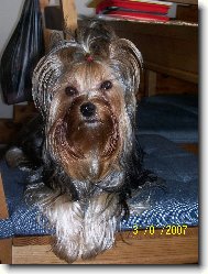 Jork��rsk� terier, Yorkshire Terrier,