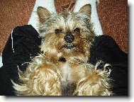 Jork��rsk� terier, Yorkshire Terrier,
