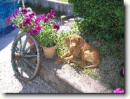 R�vidsz�r� Magyar Vizsla, Hungarian Short-haired Pointing Dog