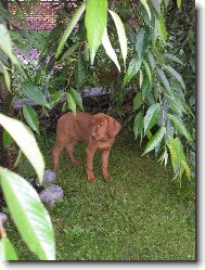 R�vidsz�r� Magyar Vizsla, Hungarian Short-haired Pointing Dog