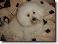 Bichon � poil fris�, Bichon Frise
