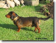Alpine Dachsbracke