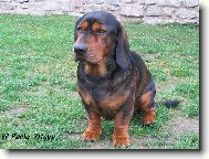 Alpine Dachsbracke