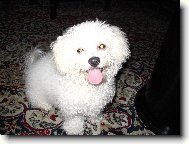 Bichon � poil fris�, Bichon Frise