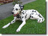 Dalmatinac, Dalmatian