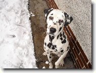 Dalmatinac, Dalmatian