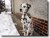Dalmatinac, Dalmatian