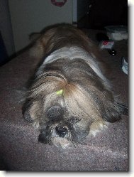 �icu, Shih-Tzu