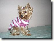 Jork��rsk� terier, Yorkshire Terrier,