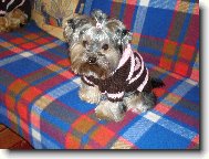 Jork��rsk� terier, Yorkshire Terrier,