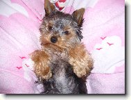 Jork��rsk� terier, Yorkshire Terrier,