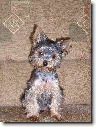 Jork��rsk� terier, Yorkshire Terrier,