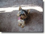 Jork��rsk� terier, Yorkshire Terrier,