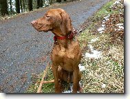R�vidsz�r� Magyar Vizsla, Hungarian Short-haired Pointing Dog