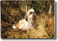 �icu, Shih-Tzu