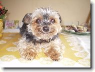 Jork��rsk� terier, Yorkshire Terrier,