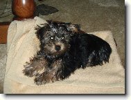 Jork��rsk� terier, Yorkshire Terrier,