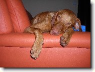 R�vidsz�r� Magyar Vizsla, Hungarian Short-haired Pointing Dog