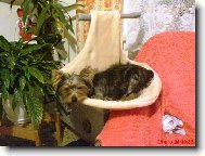 Jork��rsk� terier, Yorkshire Terrier,