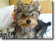 Jork��rsk� terier, Yorkshire Terrier,