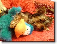 Jork��rsk� terier, Yorkshire Terrier,