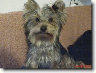 Jork��rsk� terier, Yorkshire Terrier,