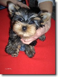 Jork��rsk� terier, Yorkshire Terrier,