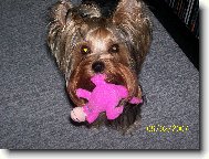 Jork��rsk� terier, Yorkshire Terrier,