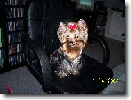 Jork��rsk� terier, Yorkshire Terrier,