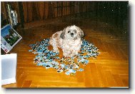 �icu, Shih-Tzu
