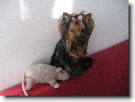 Jork��rsk� terier, Yorkshire Terrier,