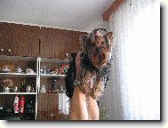 Jork��rsk� terier, Yorkshire Terrier,
