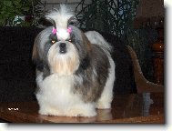 �icu, Shih-Tzu