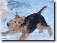Welsh Terrier