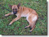 Belgian shepherd dog \(Dog standard\)