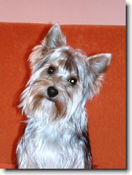 Jork��rsk� terier, Yorkshire Terrier,