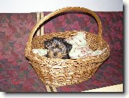 Jork��rsk� terier, Yorkshire Terrier,
