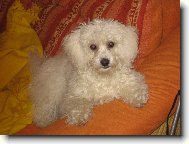 Bichon � poil fris�, Bichon Frise